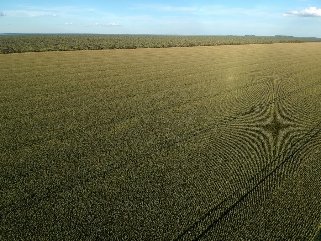 Vista aérea de un cultivo de soja con drenaje subterráneo Techdreno — campo uniforme y productivo