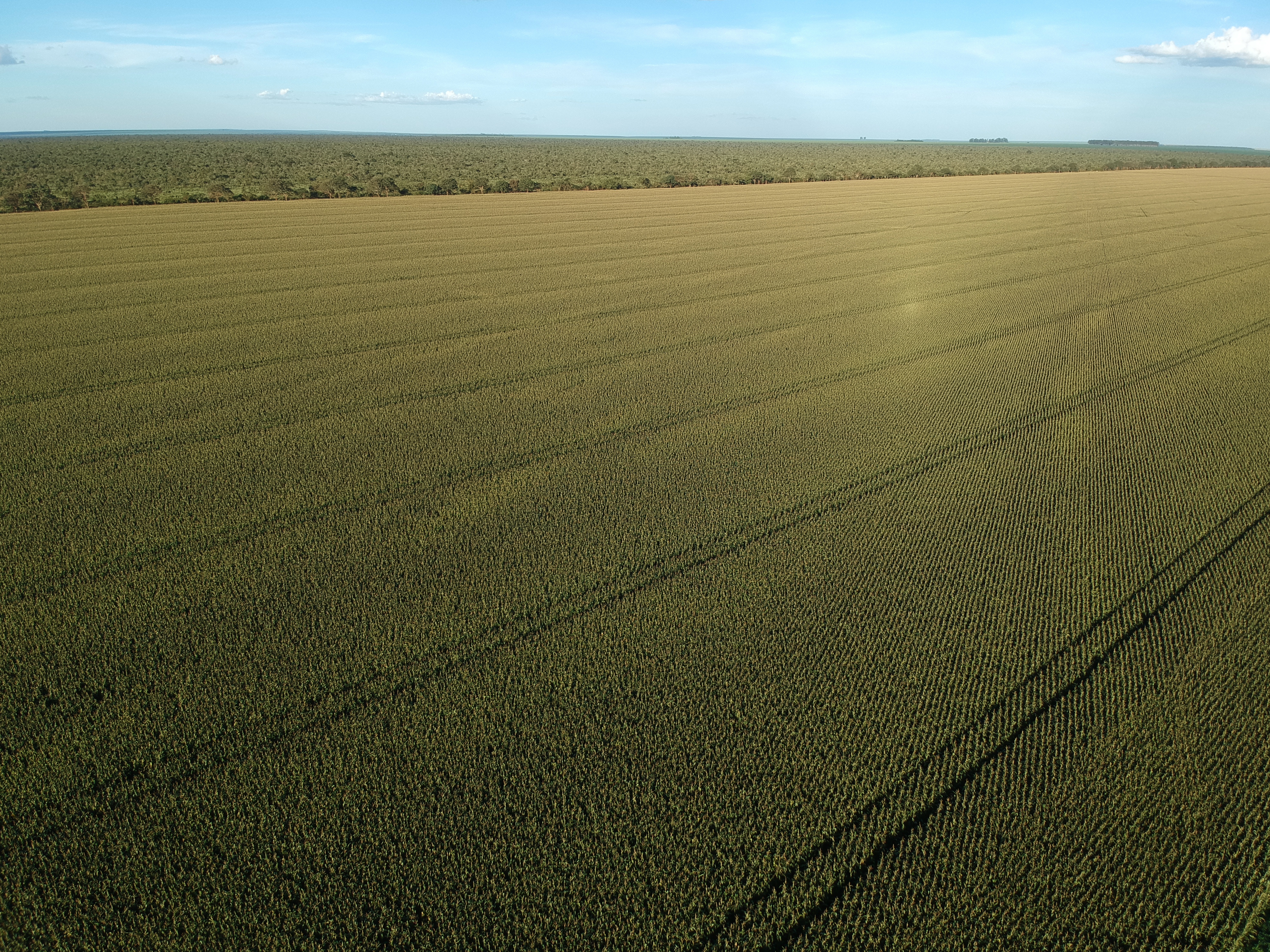 Vista aérea de lavoura de soja com drenagem subterrânea Techdreno — campo uniforme e produtivo